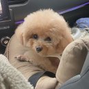 살롱드뚜뚜 이미지