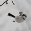 펫토피아 이미지