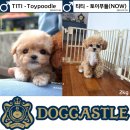 도그캐슬 | 크림푸들분양 어디서?(작고예쁜 강아지/도그캐슬)