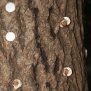 인암농원 이미지