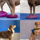 레오동물병원 이미지