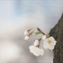 꽃마을로4 이미지