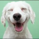 오뉴월개팔자 이미지