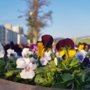 송학강변로 이미지