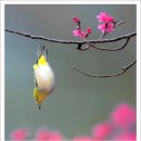 새라 이미지