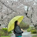 남성경로당 | 4.3 진주 천황식당, 진주중앙시장, 함안 처녀뱃사공, 만덕역 미소 김밥 궁채&amp;참치김밥 (feat.벚꽃명당)