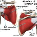 필리스 핏 이미지