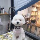 honapet(호나펫) 네이버블로그