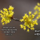 PICTURE&TEXT_20220313_고린도전서 13장 13절_하나님의 사랑의 손_산수유_꽃말 '영원 불변'_양림간 이미지