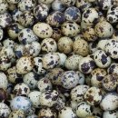 대한메추리 이미지