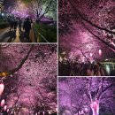 태왕물산(주) | 서울 꽃구경 잠실 석촌호수 벚꽃 축제 서울 야경 명소