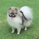 포천포레스트벨리 이미지