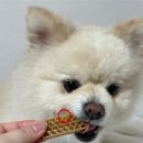 헬시맘마 | 라이프펫 도트 알티지 오메가3, 급여 쉬운 초소형 강아지영양제