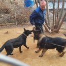 셰퍼트 분양 이미지