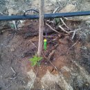 뒷동산농원 이미지