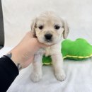 컴투펫 강아지고양이 미용 인천점 | 군포강아지무료분양 우아한 코카스파니엘