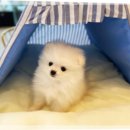 원애견샵 이미지