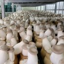 예주농장 이미지