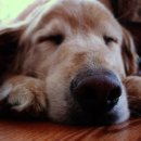 더사랑할개 이미지