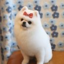 댕댕이 컷 | 포메물개컷 대성공 강남애견미용 필스타 전체 가위컷 후기