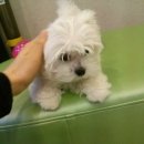 황제 동물병원 이미지