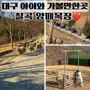 칠곡양떼목장 | 대구 근교 아이랑 가볼만한 동물체험 칠곡 양떼목장 6살, 7살 후기
