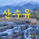 산동마을 산수유 이미지