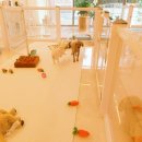 미소댕댕 이미지