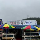 스톤비치cc 근처 신진도 오징어축제 금오징어 옥양수산 물회 후기