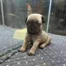 수원강아지분양 드림독 안심분양센터 수원점 이미지