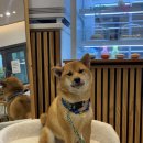 오늘도 아름답개 이미지