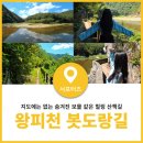 8월29일 (토) 왕피천 봇 도랑길(은어길)+ 성류굴_망양대 ㅁ 이미지