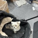 아발론2 | 아발론 투고라이트 2 강아지 유모차 내돈내산 후기 | 개모차