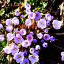 길손과 풀꽃 이미지