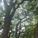 블라썸1995 네이버블로그