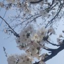 꽃바람미인