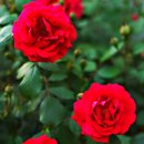 장미주유소 이미지