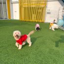 펫라운지 애견유치원 애견호텔 애견미용 이미지