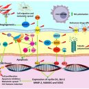 Re: 메벤다졸의 항암효과 - 2019년 cancers 리뷰논문 이미지