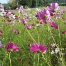 홍삼스파참숯가마사우나 이미지