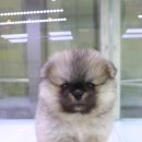 NOBLESSE.PET 이미지