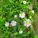 진중1리 | ◆ 경기도 남양주시 가 볼만한 곳 운길산과 수종사 그리고 수종사 은행나무 이야기