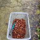 대건농장 이미지