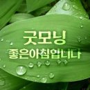 5월4일 주말휴일 출석글@꺾이지 않는 대나무 이미지