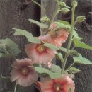 타샤의정원 이미지