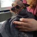 애견호텔1번가 이미지