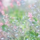 향기로 여는 마음의 문 이미지