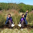 하늘공원 이미지