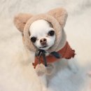 따스하개 이미지