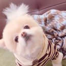 댕청댕청
